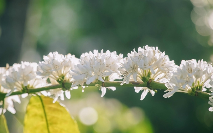 Flores de nieve reinan en las Tierras Altas Centrales de Vietnam