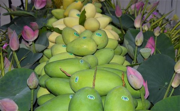 Dong Thap exporta el primer lote de mangos a Europa en 2022