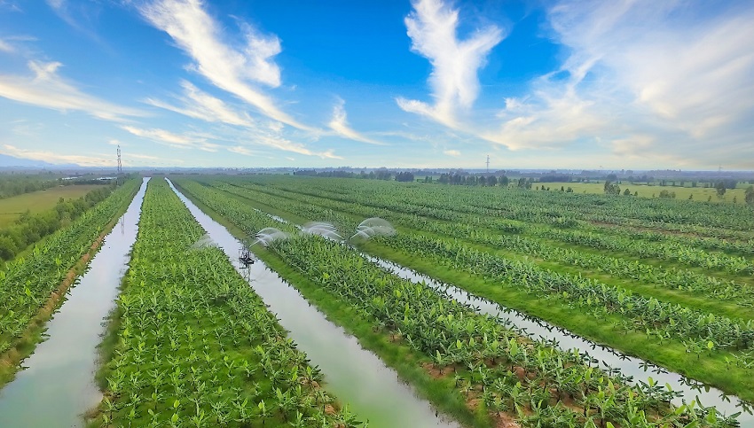 Impulsar la cooperación entre la provincia de An Giang y las empresas surcoreanas
