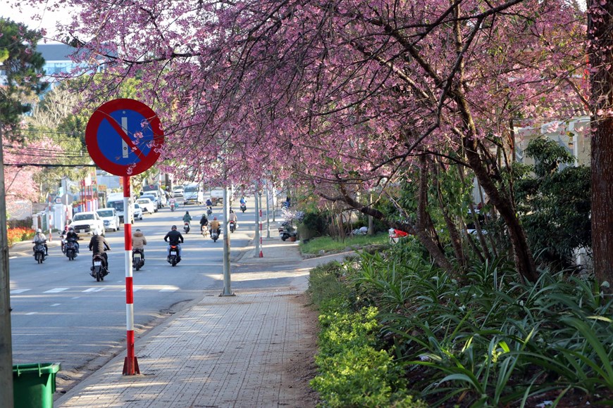 Flores de cerezo atraen turistas a ciudad vietnamita de Da Lat