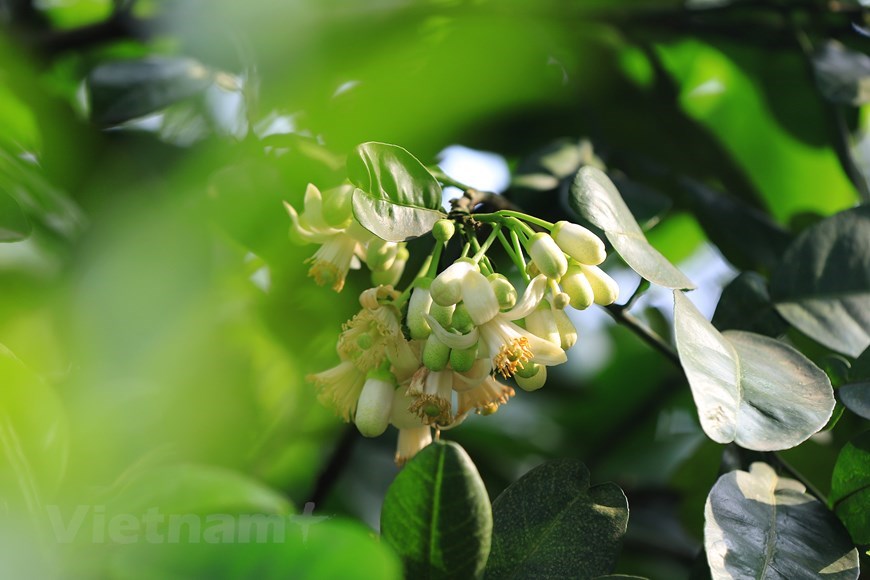 Calles de Hanói se perfuman con aroma de flores de pomelo