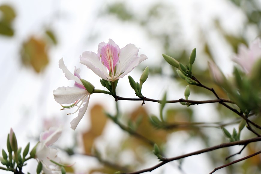 Flores de bauhinia tiñen las montañas de Son La