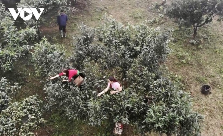 El árbol del té Shan Tuyet reconocido como herencia vietnamita