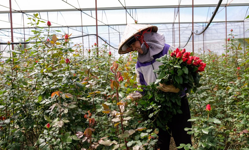 Las exportaciones de flores alcanzan los 61 millones de dólares