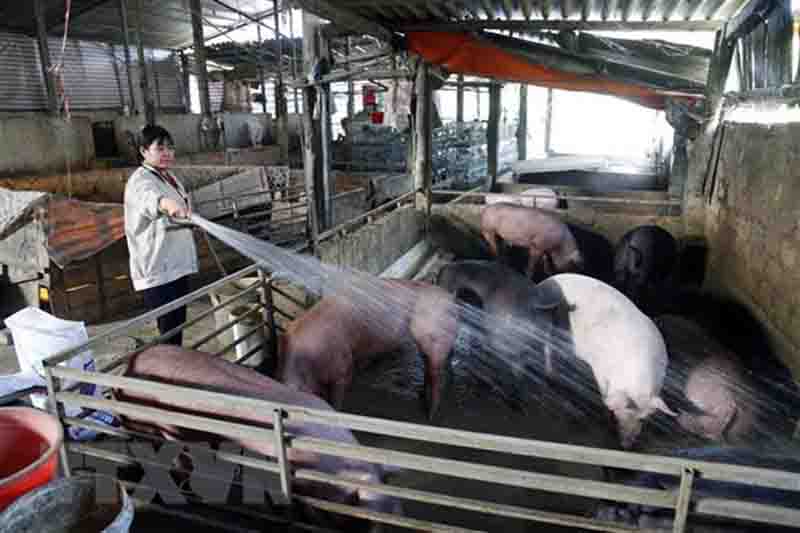 Empresarias vietnamitas superan las dificultades para prosperar durante la pandemia
