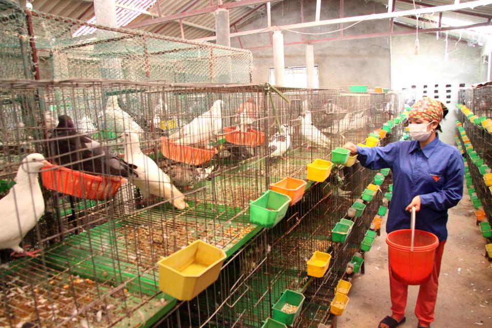 La economía agrícola componente central para el desarrollo rural de Hanói