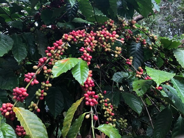 Aumentan las importaciones de café vietnamita a Japón