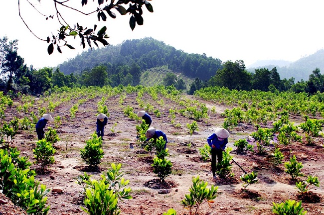 La superficie de bosque plantado en los dos primeros meses del año aumenta un 6,3 interanual