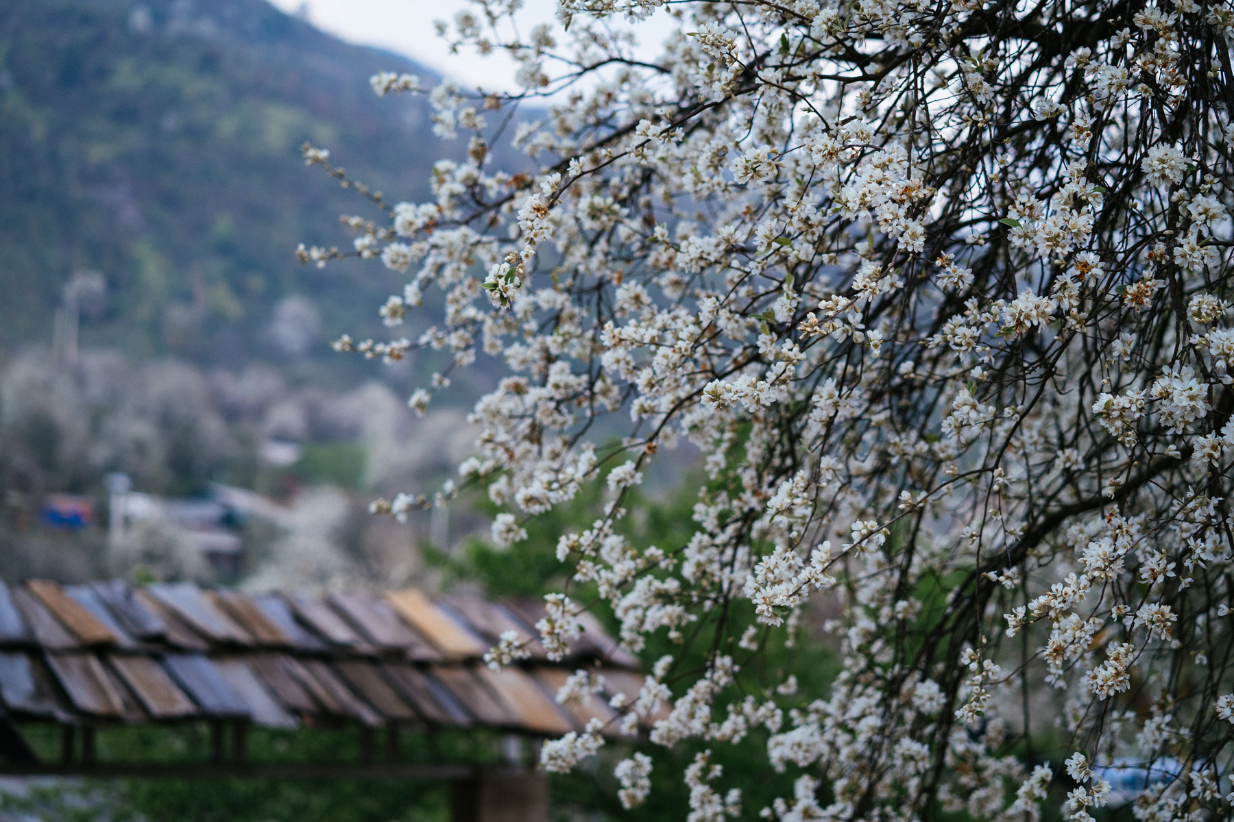 Las flores de son tra florecen en el bosque de Son La