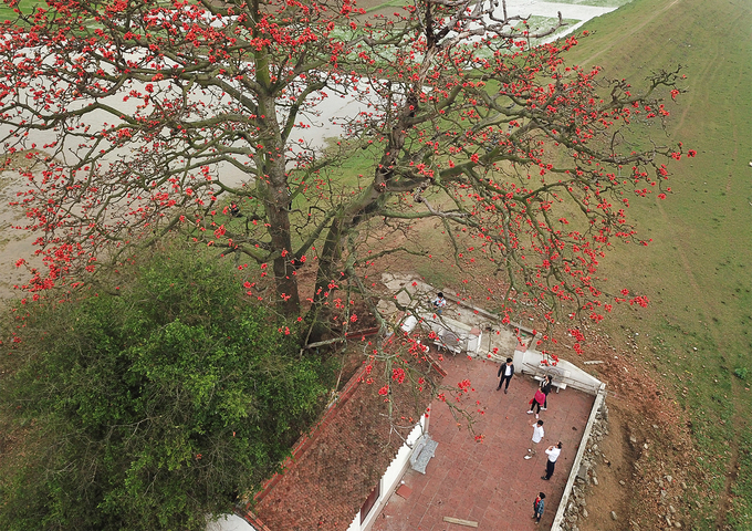 Árboles de algodón rojo en plena floración en el norte de Vietnam