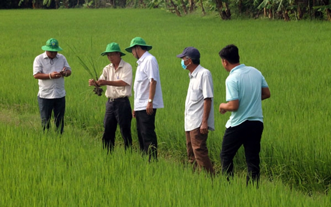 Provincia vietnamita cultiva arroz orgánico según normativa europea