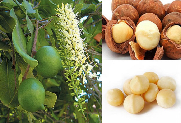 El proyecto apunta al crecimiento sostenible de la industria de la macadamia