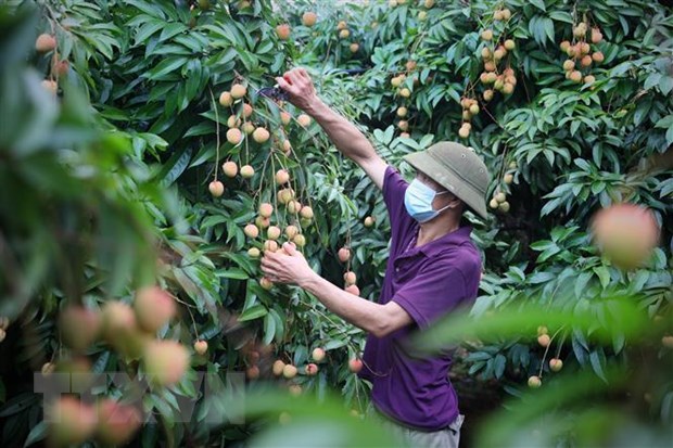 Bac Giang busca impulsar las ventas de lichi “Thieu” en mercados de alto nivel