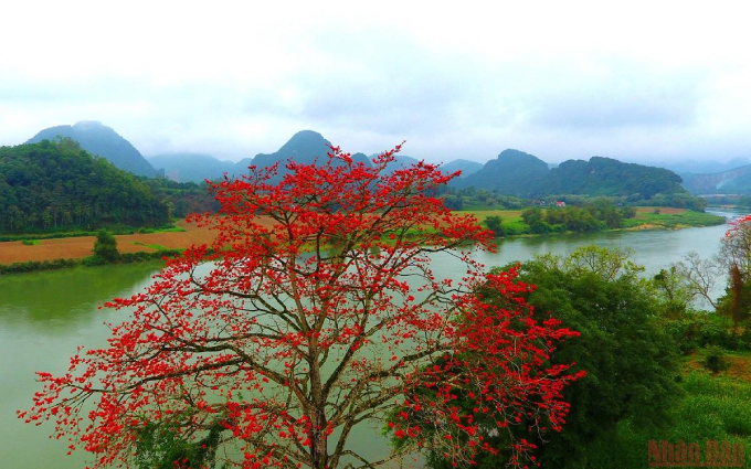 Flores Bombax ceiba adornan el río Lam