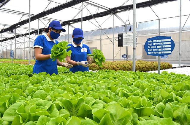 Desarrollo de la agricultura ecológica, agricultores respetuosos, zonas rurales modernas