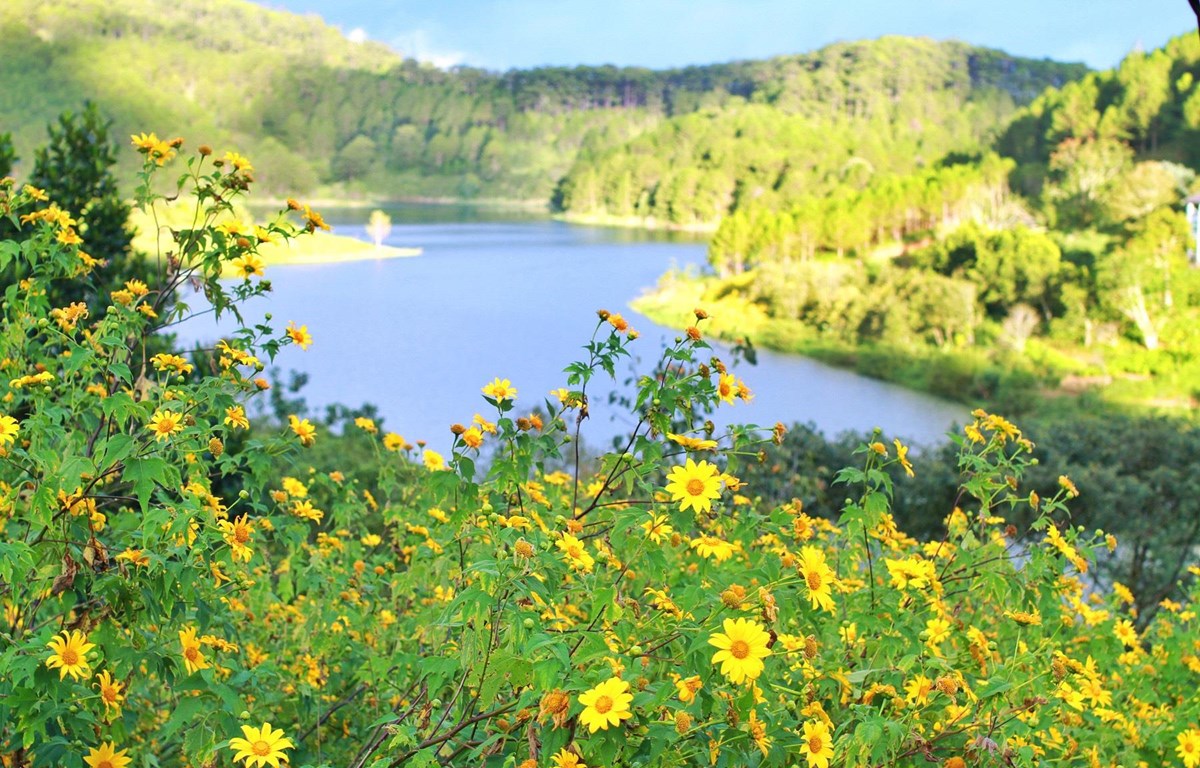 Da Lat entre los destinos más atractivos del mundo para contemplar flores