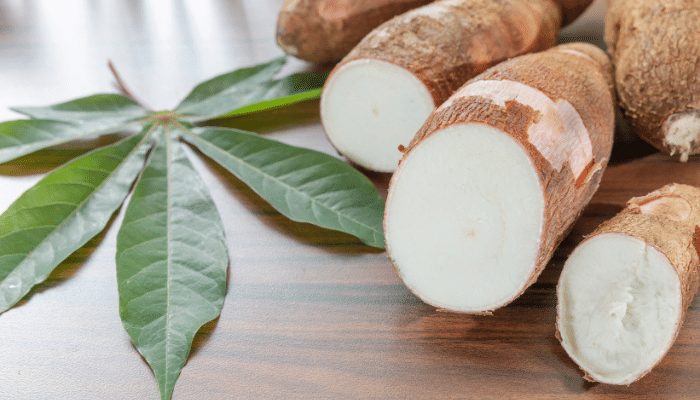 Las exportaciones de yuca aumentaron en marzo