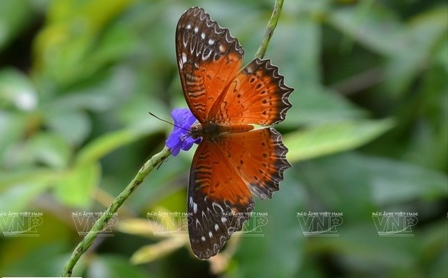 Península vietnamita de Son Tra, un regalo de la naturaleza