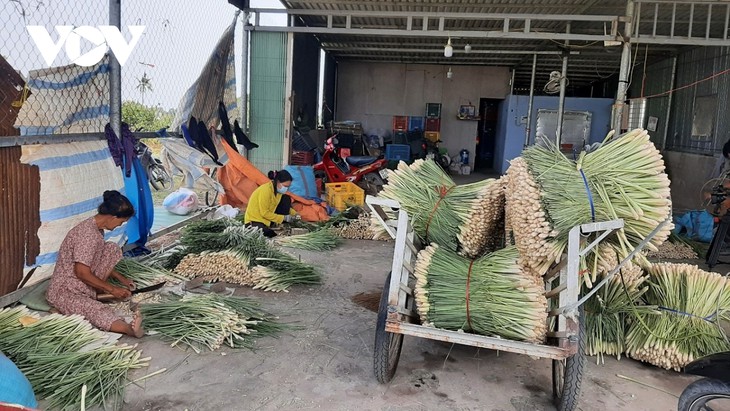 El cultivo de citronela ayuda a los agricultores de Tien Giang a salir de la pobreza