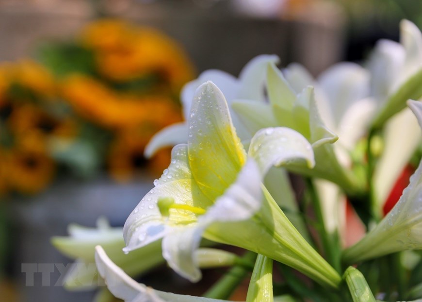 La Flor de abril muestra su belleza en las calles de Hanói