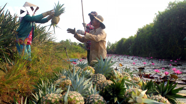 El cultivo de la piña ayuda a agricultores de Hau Giang a estabilizarse