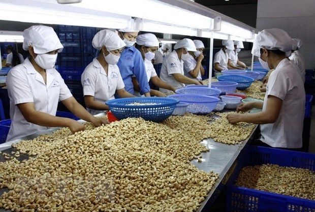 Las exportaciones del anacardo de Vietnam caen ligeramente