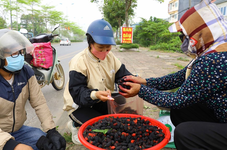 Recorrido por granjas de moras en las cercanías de Hanói