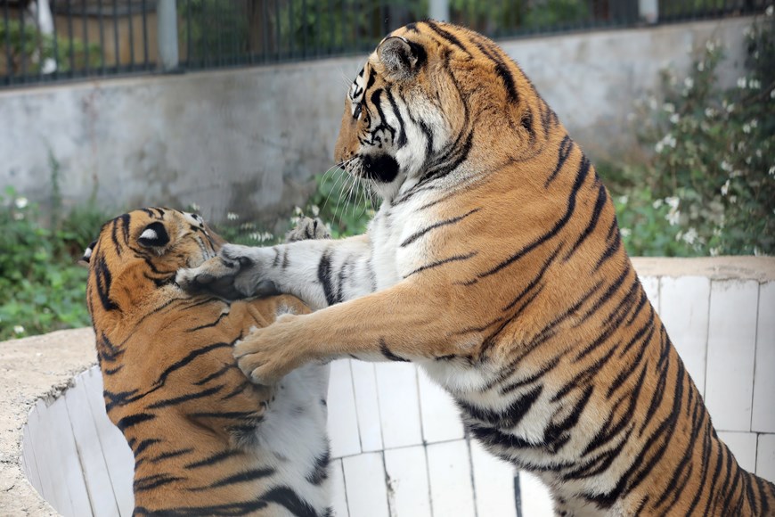El Año del Tigre habla del Señor del bosque