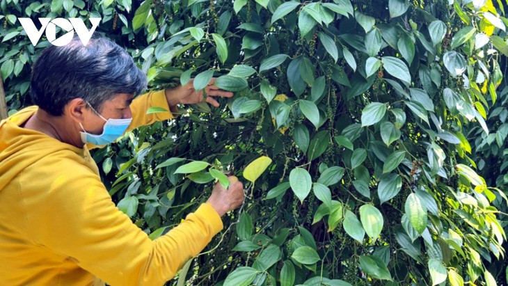 Plantación de pimienta, garantía de desarrollo sostenible en Gia Lai