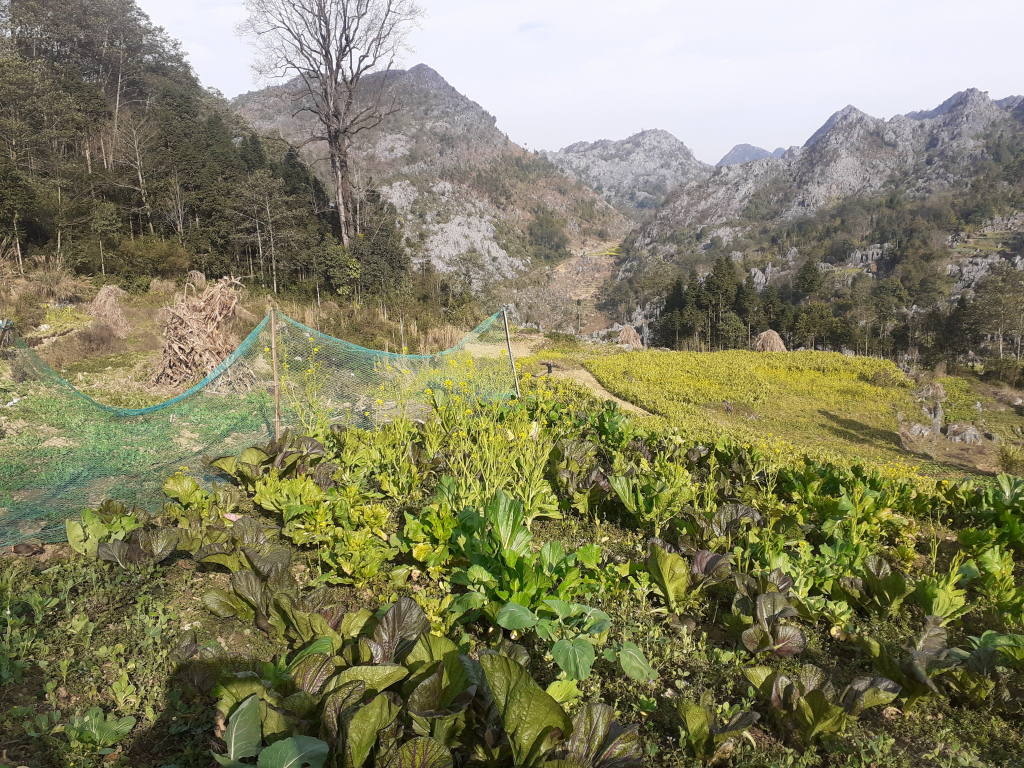 El agroturismo está en auge en Sapa