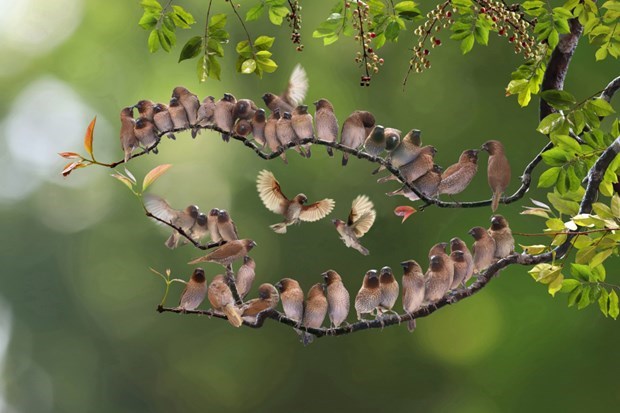 Fotógrafo vietnamita gana premios en concurso Spring Clicks 2022