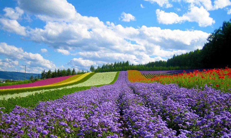 Da Lat entre los mejores destinos del mundo para contemplar flores