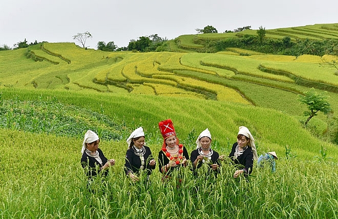 Tuyen Quang desarrolla turismo asociado a la agricultura