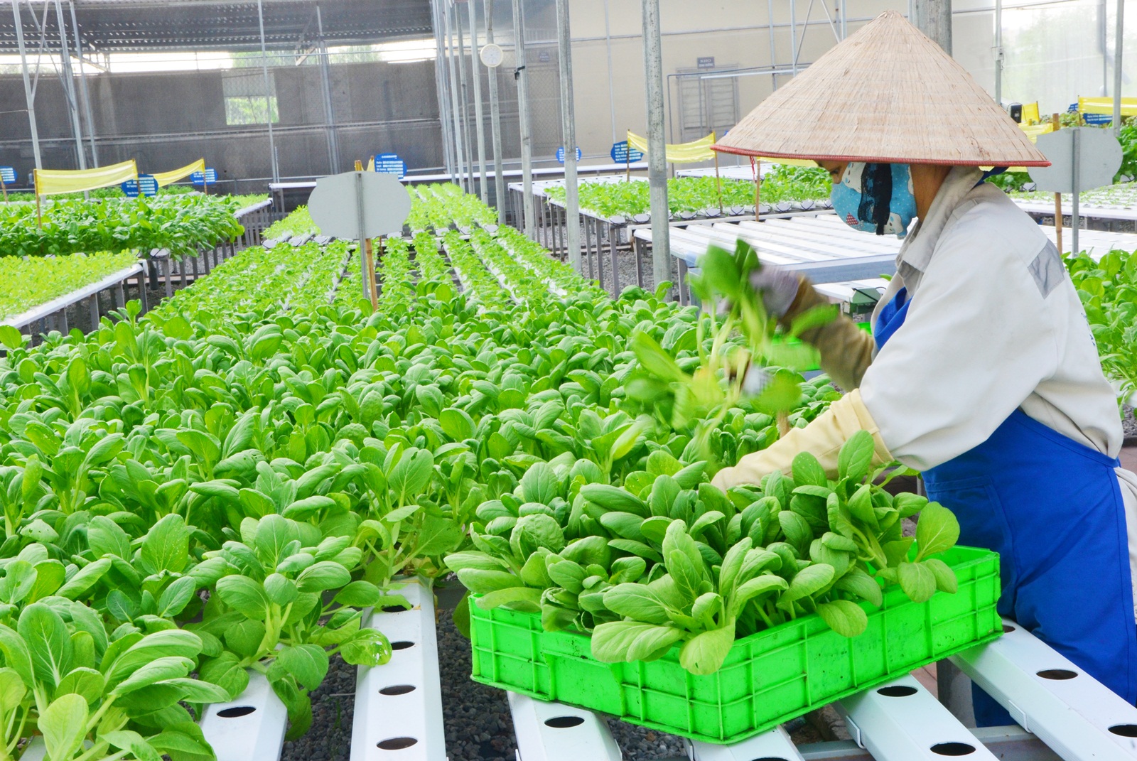 Conferencia internacional sobre agricultura de alta eficiencia en Vietnam