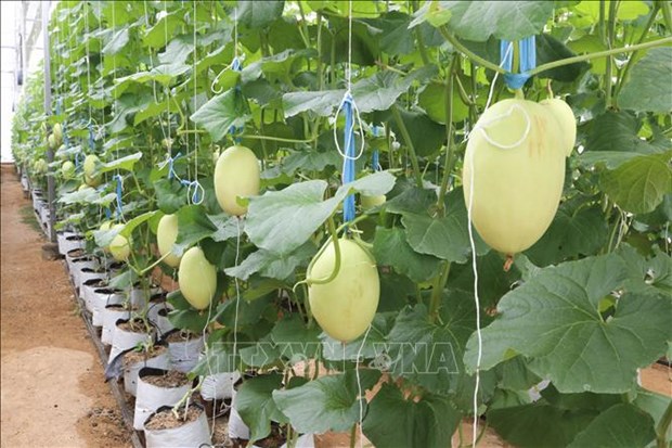 Provincia vietnamita de Ninh Thuan promueve desarrollo agrícola y rural sostenible