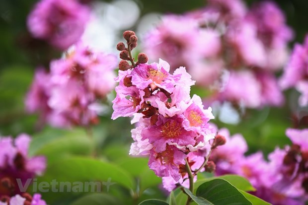 Flores de “Bang lang” tiñen las calles de Hanói