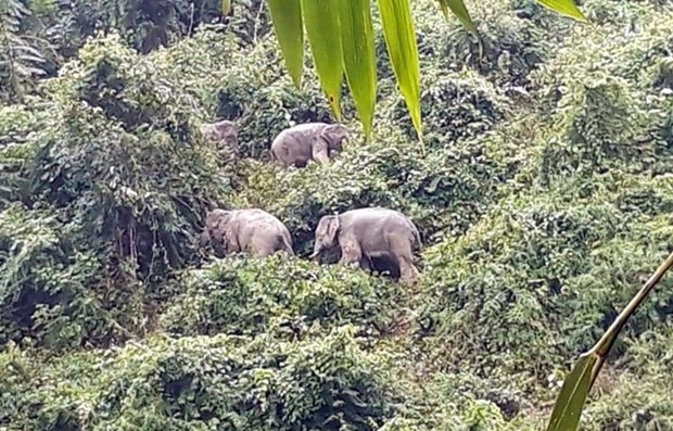 Foro sobre la protección del elefante asiático en la provincia vietnamita de Quang Nam