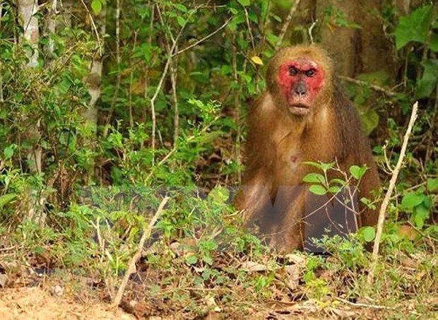 Conservan monos macacos raros en el Parque Nacional de Ben En