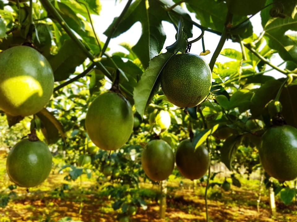 Son La los frutos del éxito