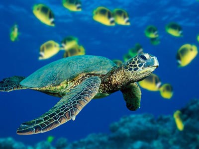 Taller sobre restauración de poblaciones de tortugas en peligro de extinción en Vietnam