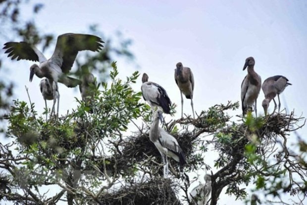 Implementan conservación urgente de aves silvestres en Vietnam