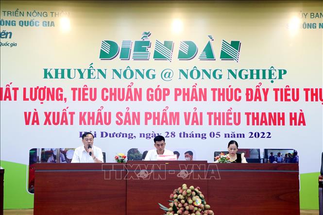Hai Duong promueve la venta de lichi Thanh Ha, producto típico de la provincia