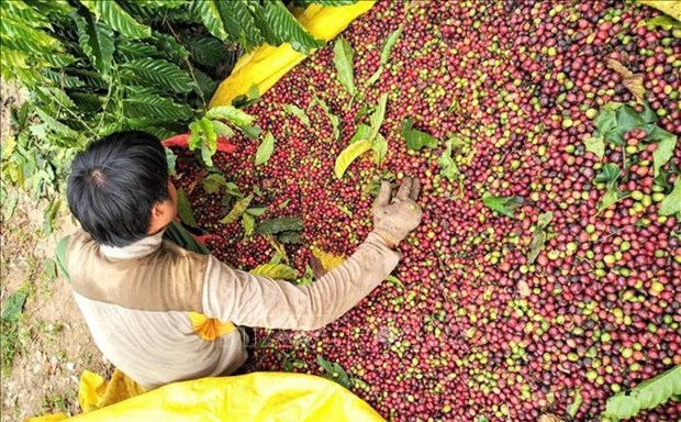 Café vietnamita conquista a los consumidores japoneses