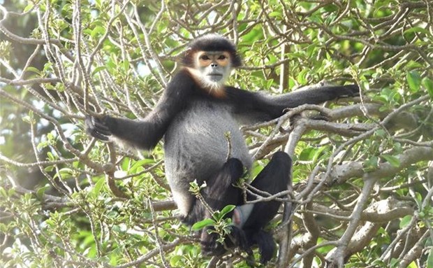 Identificadas varias poblaciones de douc de patas negras en la provincia de Dong Nai
