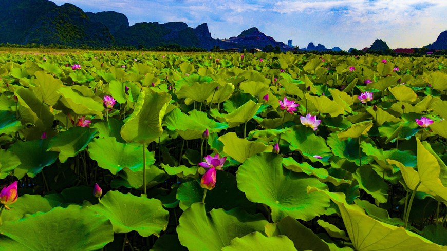 Temporada de floración de loto en provincia de Ninh Binh