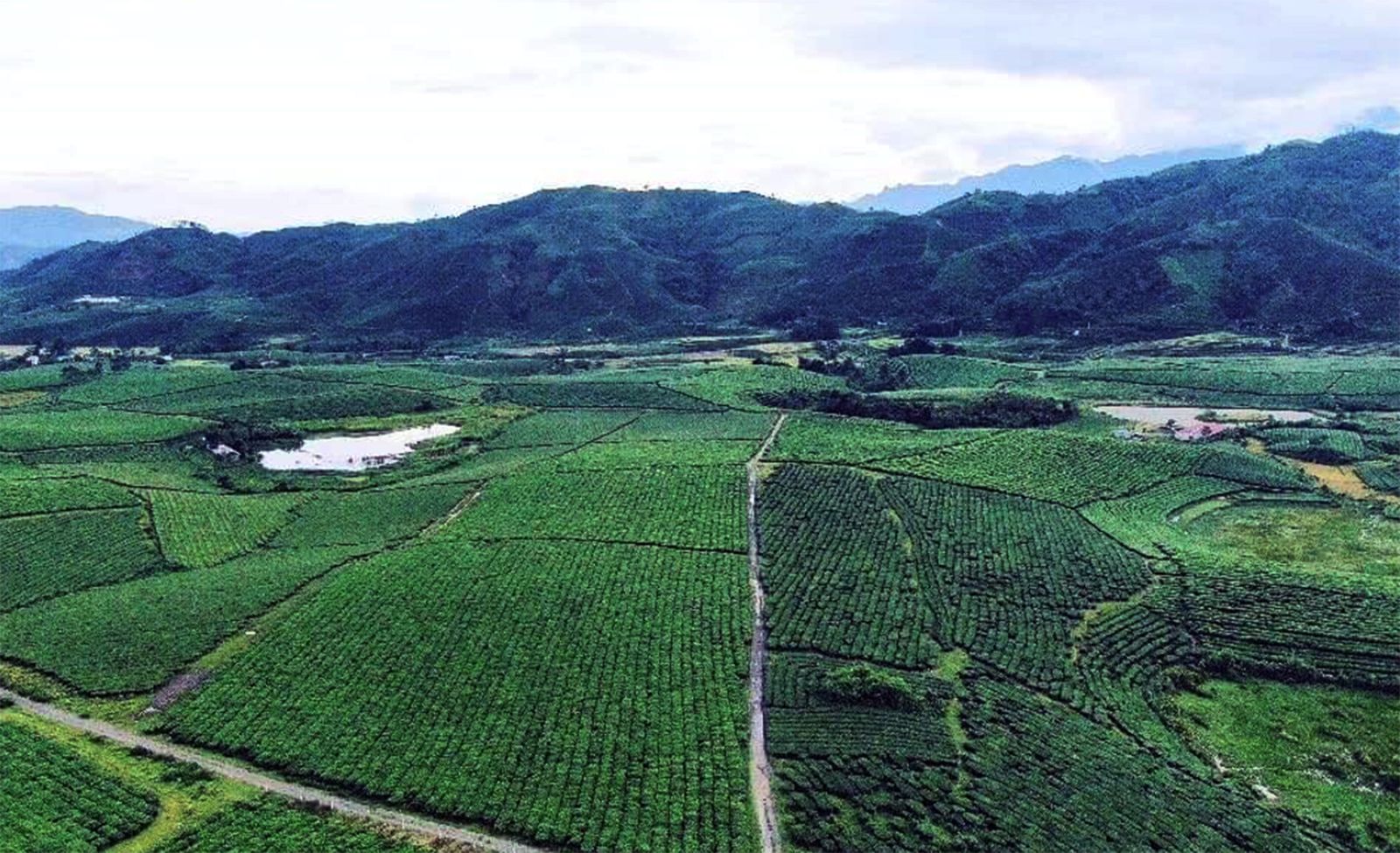 La provincia de Lai Chau se mueve para diversificar los mercados de té