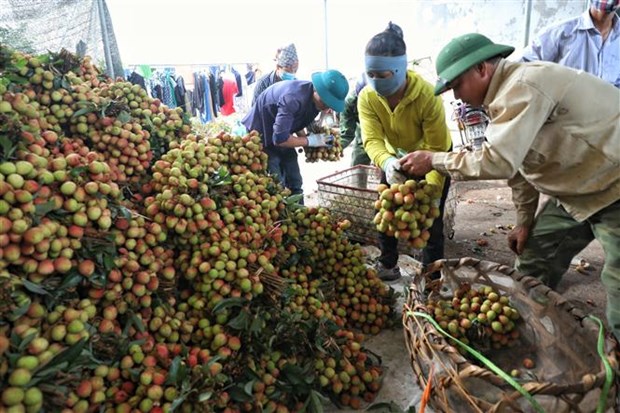 Exportadores de Vietnam esperan oportunidades en mercado francés