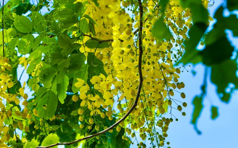 Flores de verano adornan calles de Hanói