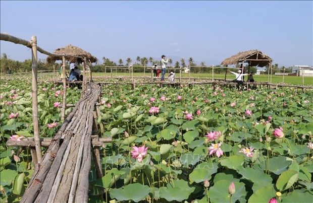 Etnia minoritaria de Cham impulsa ecoturismo desde cultivo de lotos