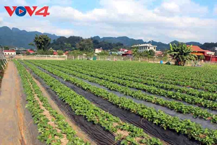 Son La fomenta el desarrollo del agroturismo